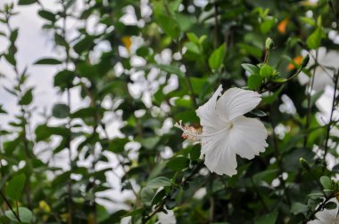 Bahçede güzel çiçekler, amber çiçeği