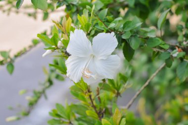 Bahçede güzel çiçekler, amber çiçeği