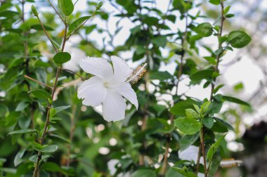 Yeşil yapraklı beyaz amber çiçeği