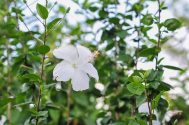 Yeşil yapraklı beyaz amber çiçeği