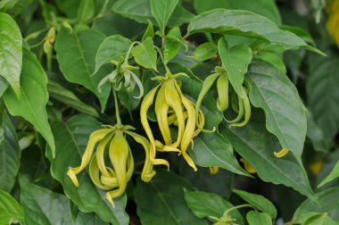 Cananga odorata, Filipinler, Malezya, Endonezya, Yeni Gine, Solomon Adaları 'na özgü bir tropikal ağaçtır.