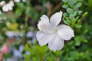 Yeşil yapraklı beyaz amber çiçeği