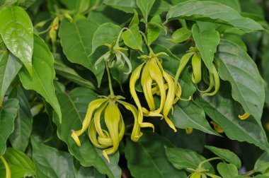 Cananga odorata, Filipinler, Malezya, Endonezya, Yeni Gine, Solomon Adaları 'na özgü bir tropikal ağaçtır.