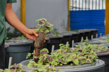 Aquaponic sistem metodunu kullanarak çiftçilik
