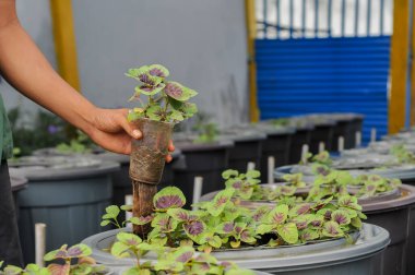 Aquaponic sistem metodunu kullanarak çiftçilik