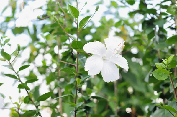 Riau-Endonezya, 3 Nisan 2025: cep telefonuyla oyun oynayan küçük çocuk