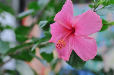 Bahçedeki güzel çiçekler