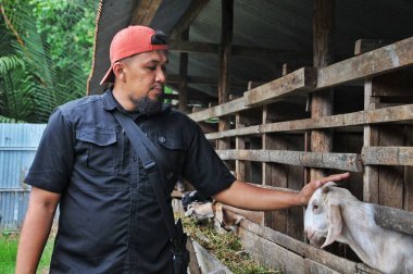 Riau-Endonezya, 30 Mayıs 2025, sakallı adam keçi kafası tutuyor.