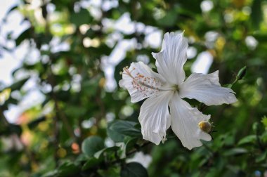 Bahçedeki beyaz çiçek