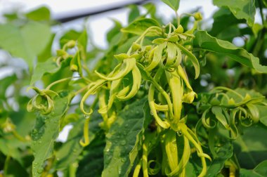 Lang-ylang ağacı, bilimsel olarak Cananga odorata olarak bilinir..