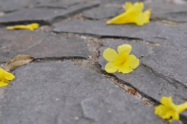 Sarı Yaşlı ya da Sarı Trompet Çalılığı