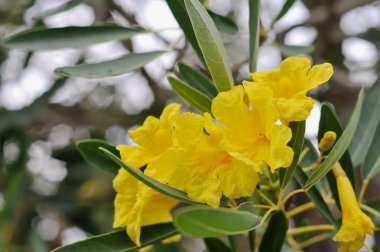 Sarı Yaşlı ya da Sarı Trompet Çalılığı
