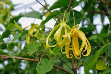 Lang-ylang ağacı, bilimsel olarak Cananga odorata olarak bilinir..