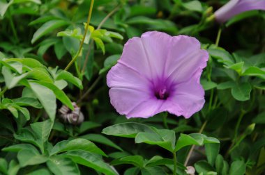 Ipomoea cairica, genellikle 