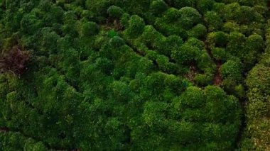 Çeşitli görsel hikaye anlatımları için nefes kesici. Yüksek çözünürlüklü Merkez, Rize, Türkiye - 20 Mart 2024 'te bir dağdaki küçük bir köy evinin kuş bakışı görüntüsü