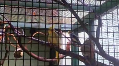 Altın sarısı - sarı ve beyaz - kahverengi papağan kafesteki ağacın üzerinde dinleniyor. Kafes kafesten sarkıyor..