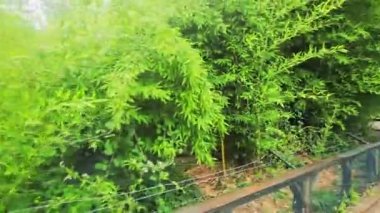 Parkın güzel manzarası