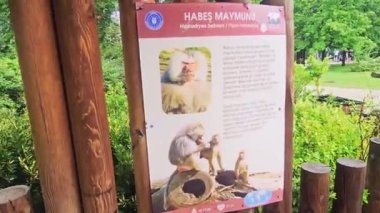 Hayvanat bahçesindeki maymun