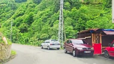 ormanda yeşil yol