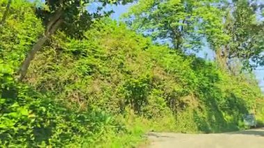 Ormanda yol