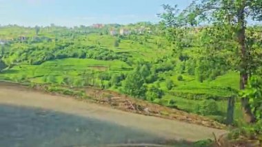 Kırsaldaki yeşil tepeler ve ağaçlar