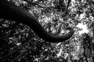 Ağacın siyah beyaz fotoğrafı