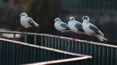 Çatıdaki bir martının yakın çekim görüntüsü.