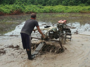 El traktörleri çiftçilerin pirinç tarlalarında çalışmasını kolaylaştırıyor.