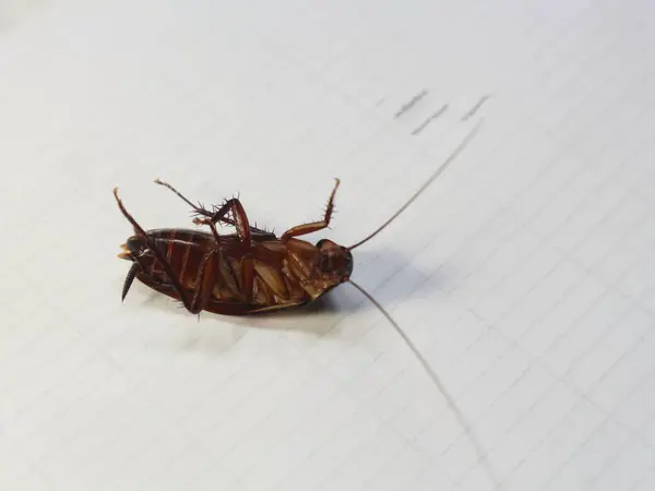 stock image Cockroach legs upside down isolated on white background