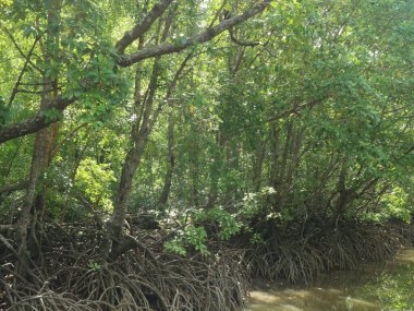 Tuzlu su bataklıklarında yetişen mangrov ormanlarını tropikal bölgelerde bulmak kolaydır.