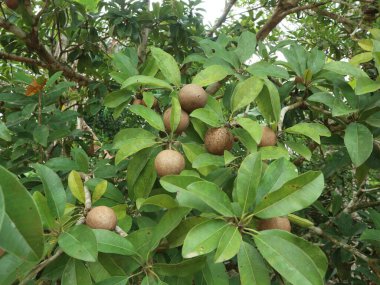 Sapodilla bitkilerinin mevsimi yoktur ve tüm yıl boyunca tatlı ve taze bir tat ile meyve üretirler.