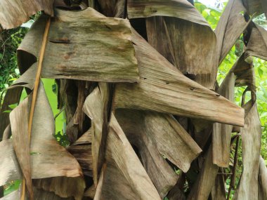 Kuru kahverengi muz yaprakları sarkıyor