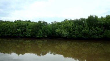 Verdant mangrove ormanları tuzlu su nehirlerinin yanında yetişir.