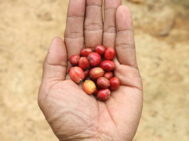 Elde olgun kırmızı kahve çekirdekleri