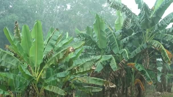 Проливной Дождь Мокрый Банановые Листья Ветер Дул Нежно — стоковое видео