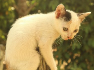 Bahçedeki beyaz kedi