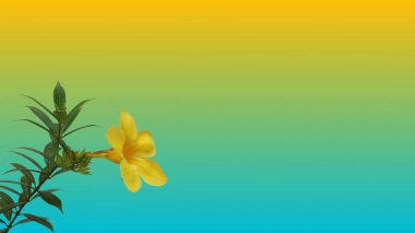 Allamanda cathartica flower on gradient color background. clipart