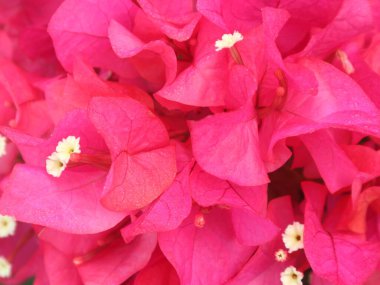 Pembe bougainvillea çiçek dokusu arkaplanı.