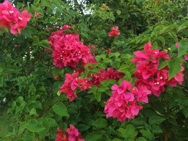 Pembe çiçekler uçlarda yetişir. Begonviller.