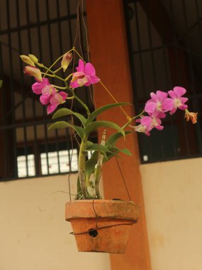 Pembe kaplarda asılı orkide çiçekleri.