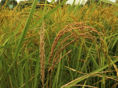 Pirinç meyvesi hastalık tarafından saldırıya uğruyor, boş ve hasarlı, içinde hiçbir şey olmadan.