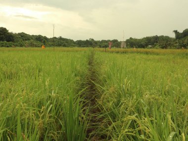 Wide expanse of rice fields and cloudy skies.