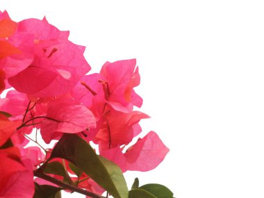 Beyaz arka planda izole edilmiş pembe bougainvillea çiçeklerini kapatın.