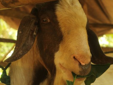 Yaklaş, büyük bir keçi yaprak yiyor.