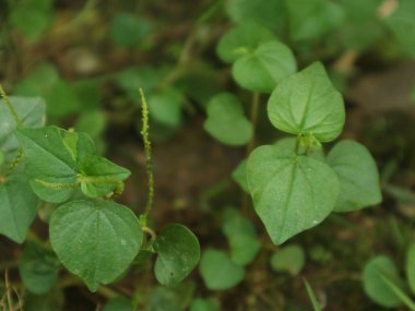 Çin betel otu veya bilimsel adı Peperomia pellucida