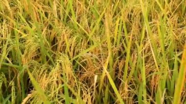 Pirinç meyveleri sararmaya başlıyor.