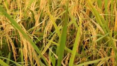 Pirinç meyveleri sararmaya başlıyor.