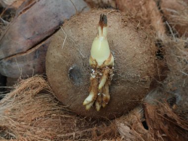  Eski hindistan cevizleri dış deriyi soyar, filizlenmiş hindistan cevizleri kök salar.