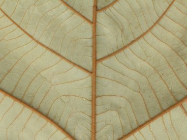 abstract background, texture of wide leaves with large bone fibers