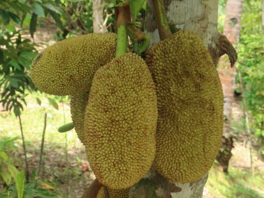 Jackfruit sapları arasında yer alır ve tadı çok tatlıdır.